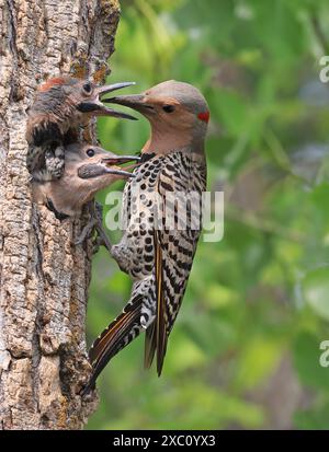 Northern Flicker family portrait on the green background, the mother feeding babies in the nest, Quebec, Canada Stock Photo