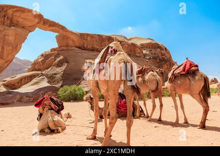 Tranquil scene of camels resting near the iconic Um Fruth rock arch in the Wadi Rum desert of Jordan, showcasing the natural beauty and cultural Stock Photo