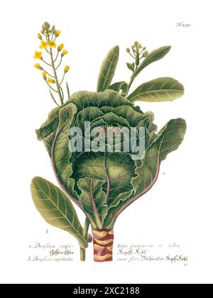 Colorful vintage botanical illustration of Brassica capitata from Phytanthoza Iconographia by Johann Weinmann, 1737–1745 Stock Photo