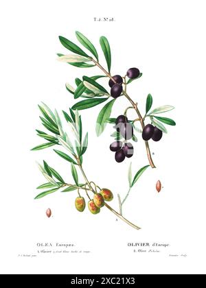 Colorful vintage botanical illustration of Olea Europaea (European olive) from French book by Duhamel du Monceau and Pierre Joseph Redoute, 1801–1819 Stock Photo