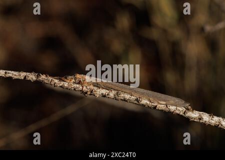 Plecoptera nymph eating a worm on a pine branch, Alcoy, Spain Stock Photo