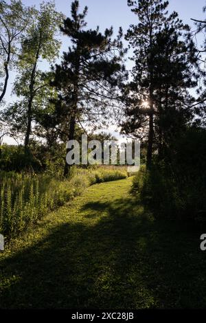 Sunlit forest with tall trees and vibrant green leaves, creating a ...