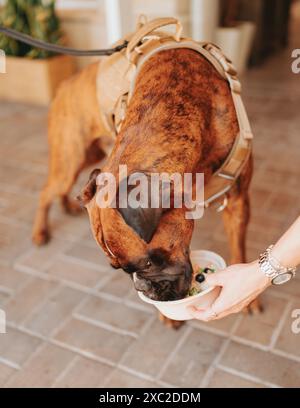 english bulldog puppy food restaurant Stock Photo