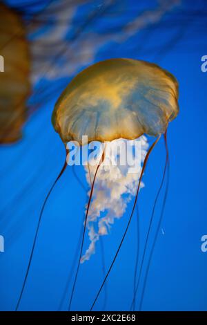 Golden jellyfish gracefully floating in deep blue water. Stock Photo