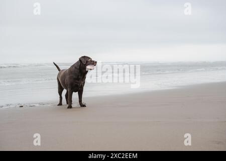 Elderly labrador dog on beach, potrait of dog Stock Photo