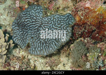 Platygyra lamellina, Faviidae, Watamu Marine Nationa Park & Reserve, Kenya, Africa Stock Photo