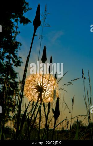 Dandelion silhouette against the setting sun, with seeds illuminated by a soft backlight. Stock Photo