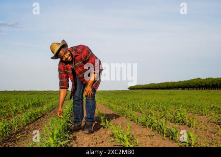 Young  farmer is  examining crops in his growing corn field. Stock Photo