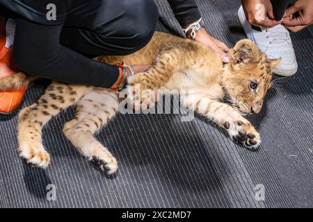 A lion cub was lying on the floor. Raised by humans. Stock Photo