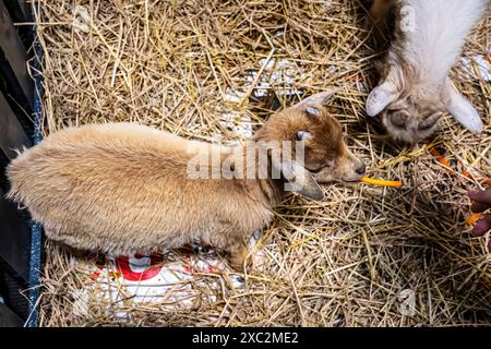 The goat were eating food in the stall. Stock Photo