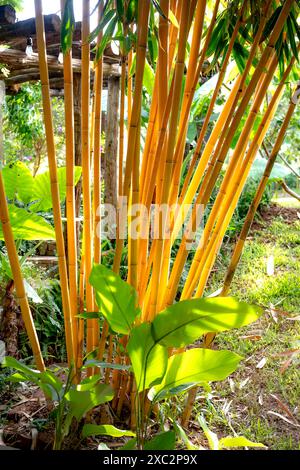 Closeup of the golden yellow canes of the perennial garden bamboo plant Phyllostachys aureosulcata aureocaulis. Stock Photo