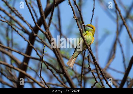 Green bee-eater (Merops orientalis) perched on a branch. This small insectivorous bird is widely distributed across sub-Saharan Africa, western Arabia Stock Photo