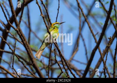 Green bee-eater (Merops orientalis) perched on a branch. This small insectivorous bird is widely distributed across sub-Saharan Africa, western Arabia Stock Photo