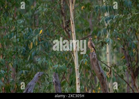 White-eyed buzzard (Butastur teesa) perched in a tree. This medium-sized hawk is widely distributed throughout South Asia. Photographed at the Bandhav Stock Photo