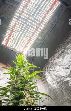 A close-up view of a flowering cannabis plant under LED grow lights in an indoor cultivation setup. Stock Photo