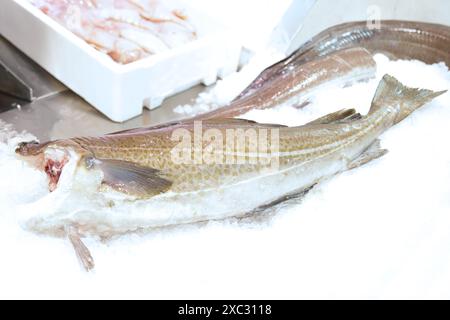 Raw Norwegian skrei cod fish for sale in a fish shop Stock Photo