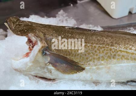 Raw Norwegian skrei cod fish for sale in a fish shop Stock Photo