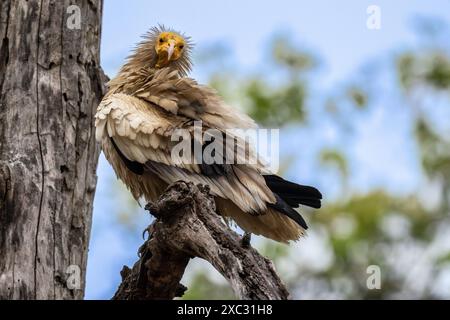 Egyptian vulture (Neophron percnopterus). perched on a branch This Old World vulture is widely distributed from southwestern Europe and northern Afric Stock Photo