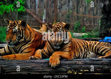 Open Zoo in Safari Park, is one of the main park in Safari World, a tourist attraction in Bangkok, Thailand Stock Photo