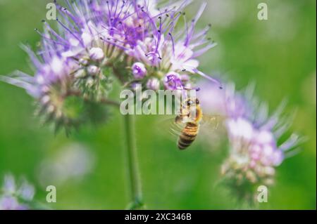 Honeybee on phacelia flower collecting nectar and pollen Stock Photo