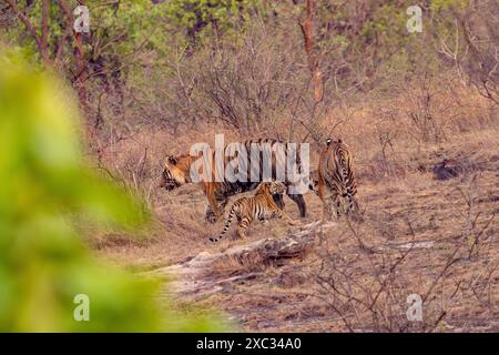 female Bengal tiger with young (Panthera tigris tigris). Photographed at the bandhavgarh national park India Stock Photo