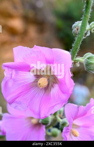 pink flowers and buds of the Bristly Hollyhock (Alcea setosa) خطميه Photographed in the Upper Galilee, Israel in May Stock Photo