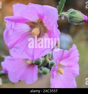 pink flowers and buds of the Bristly Hollyhock (Alcea setosa) خطميه Photographed in the Upper Galilee, Israel in May Stock Photo