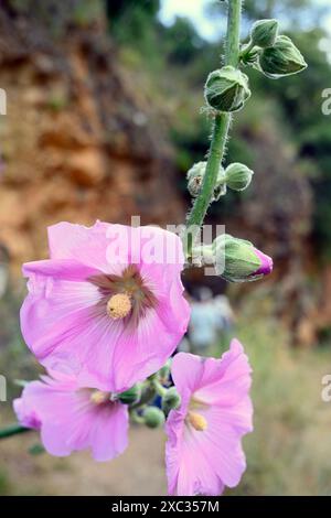 pink flowers and buds of the Bristly Hollyhock (Alcea setosa) خطميه Photographed in the Upper Galilee, Israel in May Stock Photo