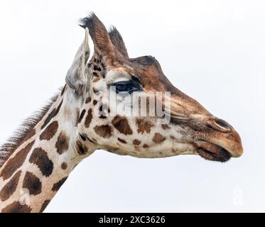 Head of a Giraffe (Giraffa camelopardalis) - isolated on white background Stock Photo