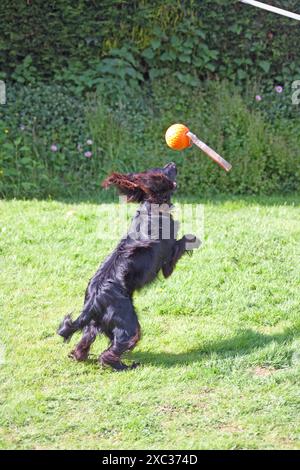 Cocker Spaniel (Canis familiaris) catching ball in Play Somerset England uk. Stock Photo