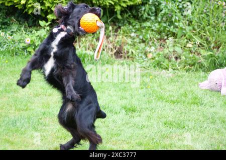 Cocker Spaniel (Canis familiaris) catching ball in Play Somerset England uk. Stock Photo