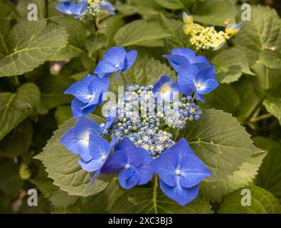 Hortensia azul en flor. Las grandes hojas verdes, con bordes dentados, enmarcan las flores, resaltando su color y belleza. Stock Photo