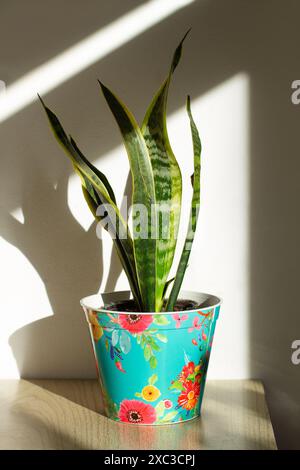 A Sansevieria in a colored pot on a table with sun light and shadows on the white wall on the background Stock Photo