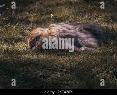 Macaque monkeys playing, eating, and having fun Stock Photo