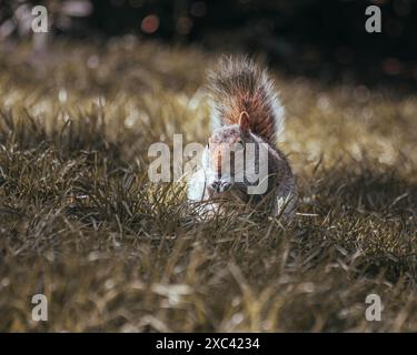 Squirrels enjoying life in the park with some nuts Stock Photo