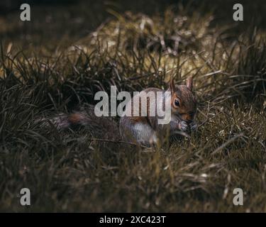 Squirrels enjoying life in the park with some nuts Stock Photo