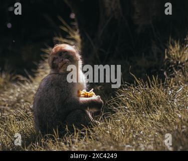 Macaque monkeys playing, eating, and having fun Stock Photo