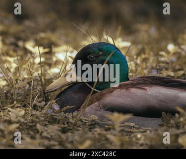 Beautiful Mallard Duck among River Foliage Stock Photo