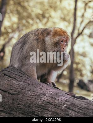 Macaque monkeys playing, eating, and having fun Stock Photo