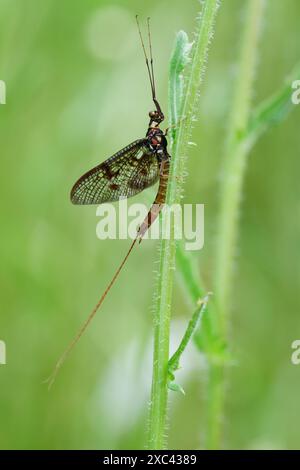 Macro, Close up Of A Common Mayfly, Ephemera danica, Resting On A Stem, New Forest, UK Stock Photo