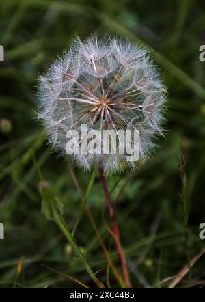 Seedhead of Jack-go-to-bed-at-noon, Meadow Salsify, Showy Goat's-beard or Meadow Goat's-beard, Tragopogon pratensis, Asteraceae.  Dunstable Downs. Stock Photo