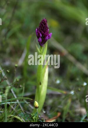 Pyramidal Orchid, Anacamptis pyramidalis, Orchidaceae. Dunstable Downs; Bedfordshire. Stock Photo