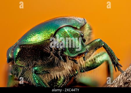 Focus stacked portrait of a Green Rose Chafer (Cetonia aurata) showing compound eyes and mouthparts photographed at 2.5:1 magnification. Stock Photo