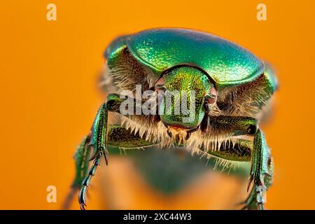 Focus stacked portrait of a Green Rose Chafer (Cetonia aurata) showing compound eyes and mouthparts photographed at 2:1 magnification. Stock Photo