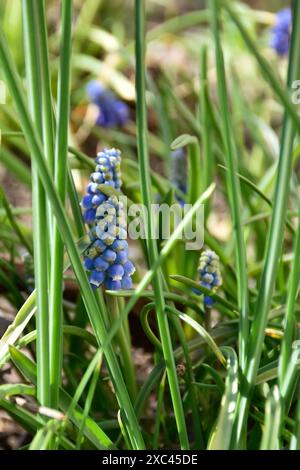 Grape hyacinth, muscari blue flowers grow in spring meadow among green grass. Stock Photo