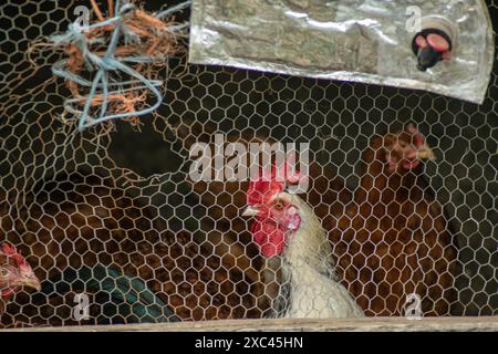 hens in a chicken coop enclosed with a wire mesh in a rural area Stock Photo