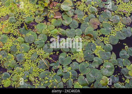 Hydrocharis morsus-ranae, frogbit, is a flowering plant belonging to the genus Hydrocharis in the family Hydrocharitaceae. It is a small floating plan Stock Photo