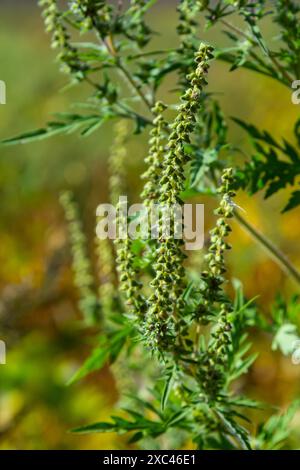 Ambrosia trifida, the giant ragweed, is a species of flowering plant in the family Asteraceae. Stock Photo