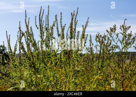 Ambrosia trifida, the giant ragweed, is a species of flowering plant in the family Asteraceae. Stock Photo