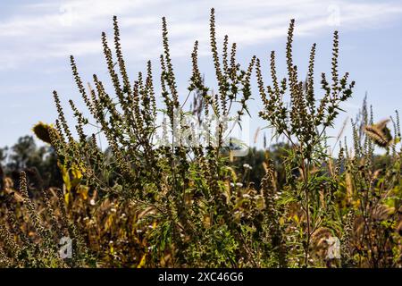 Ambrosia trifida, the giant ragweed, is a species of flowering plant in the family Asteraceae. Stock Photo